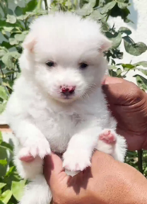 Buy Male Pomeranian Puppy from Goa